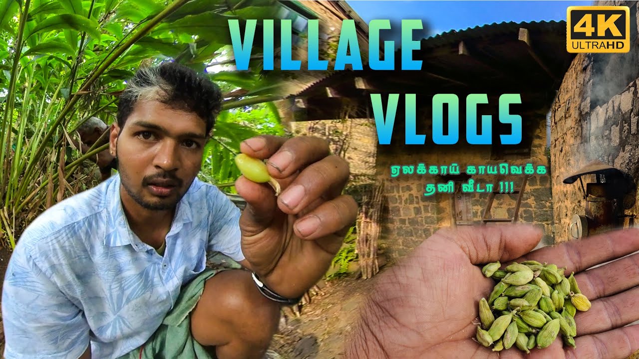 Cardamom Harvest and Drying | Native seeds collection in Vellagavi village | Tamil Native Farmer