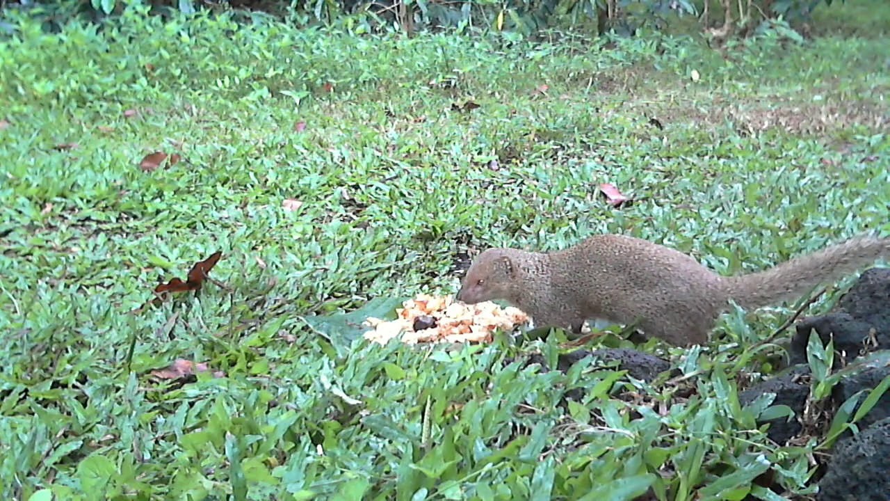 Hawaiian Mongoose