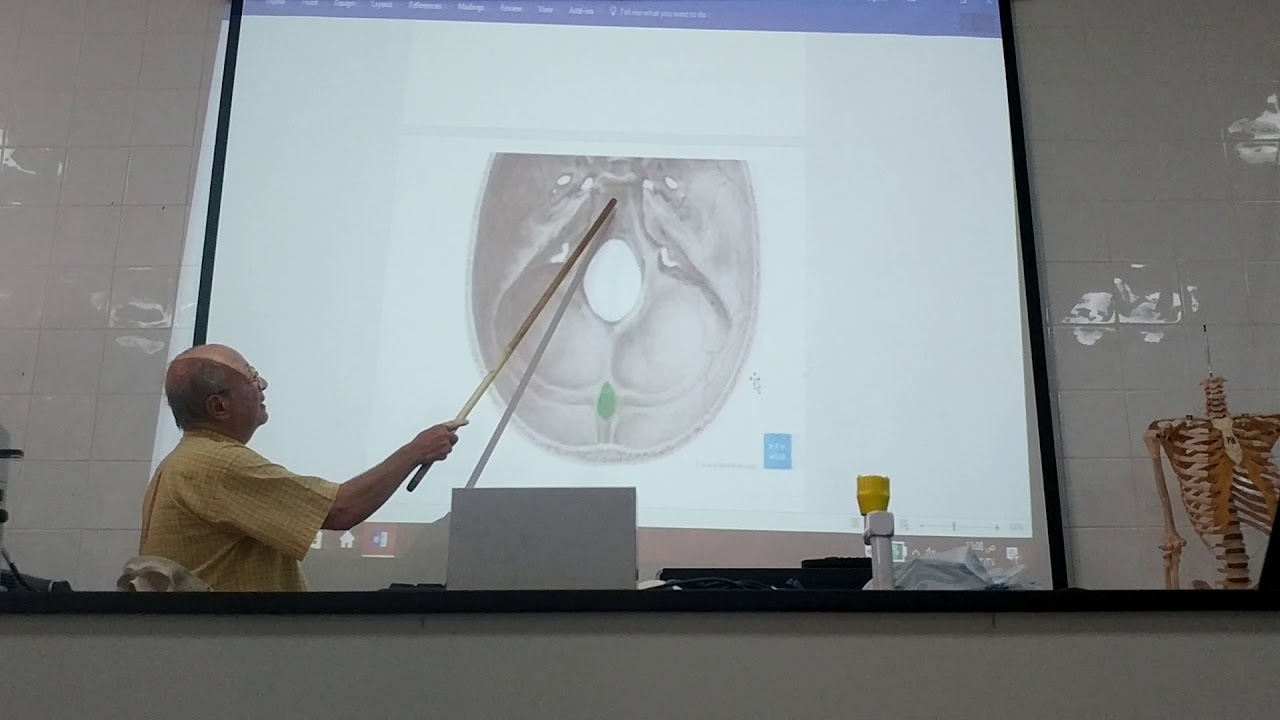Anatomy of head & neck 14 ( Skull , part 14 , norma basalis interna ) , by Dr. Wahdan