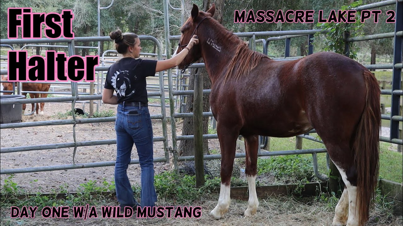 First Halter w/a Wild Mustang | Massacre Lake 2023 pt 2