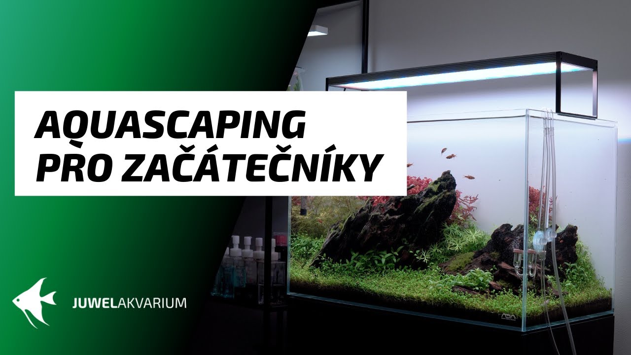 Aquascaping pro začátečníky / Jak si založit aquascapingové akvárium