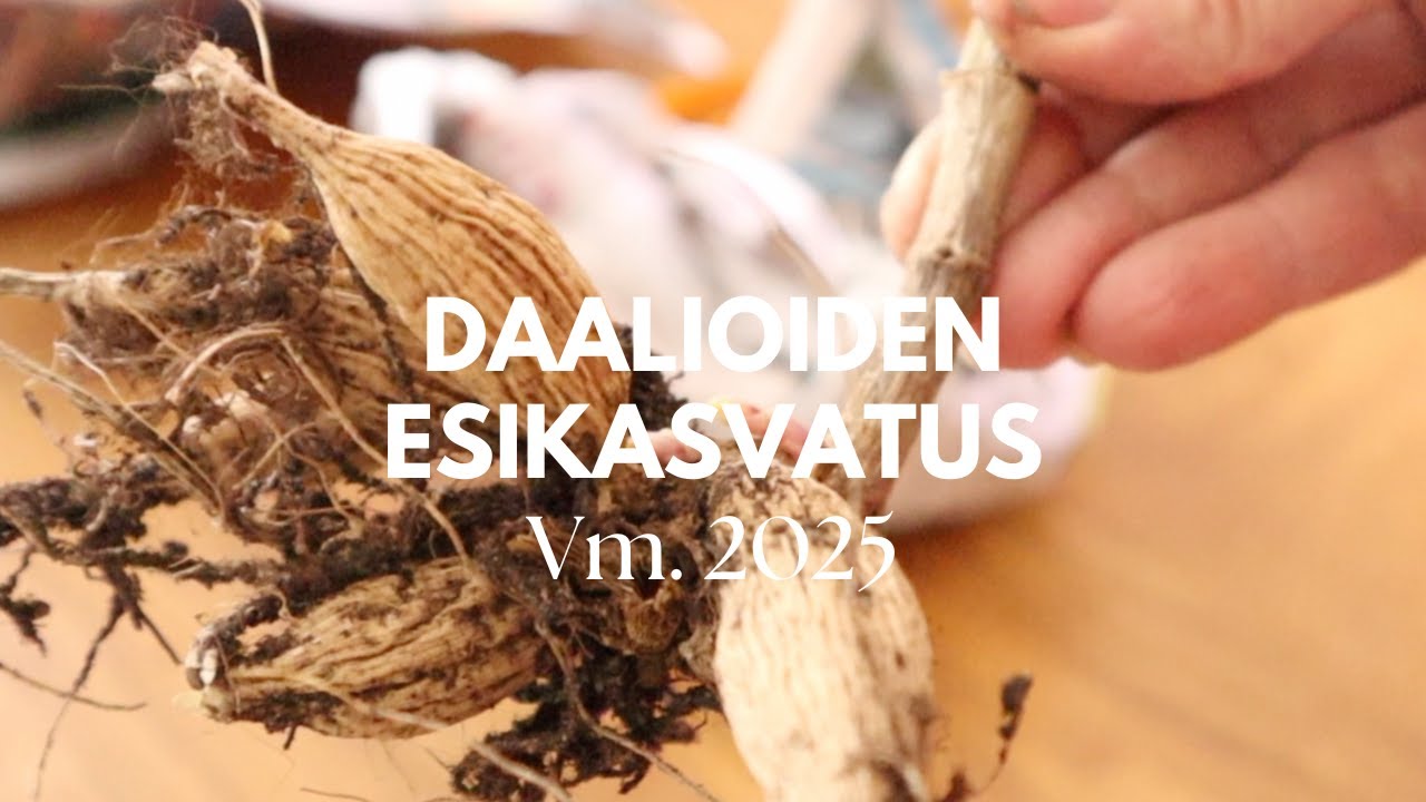 Daalioiden esikasvatus 2025