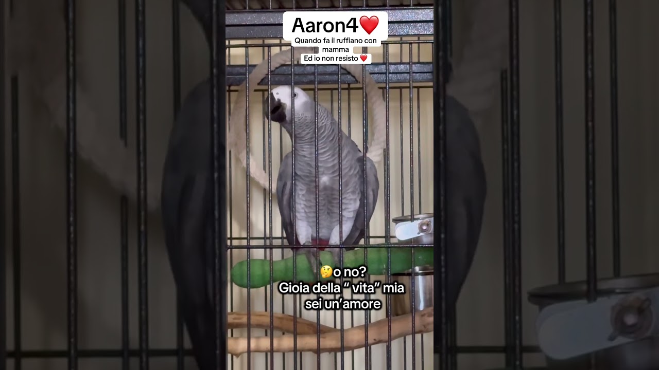Aaron4⭐️sei un gran ruffiano❤️😂