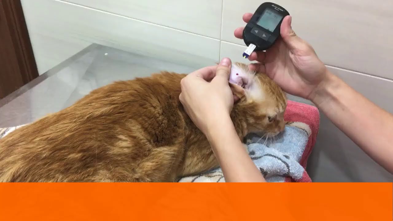 ¿Cómo medir la glucosa a tu gato?