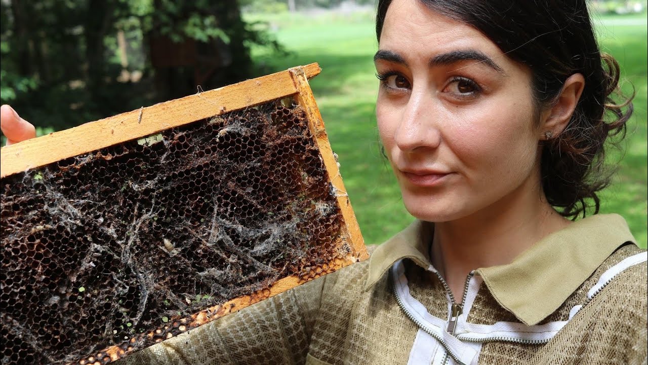Wax Moths and Weak Honey Bees!