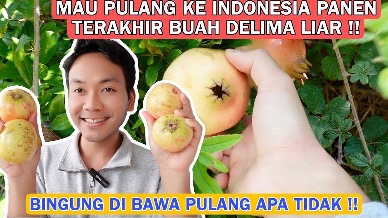 MAU PULANG KE INDONESIA PANEN BUAH DELIMA LIAR TERAKHIR!! BINGUNG DI BAWA PULANG APA TIDAK !!