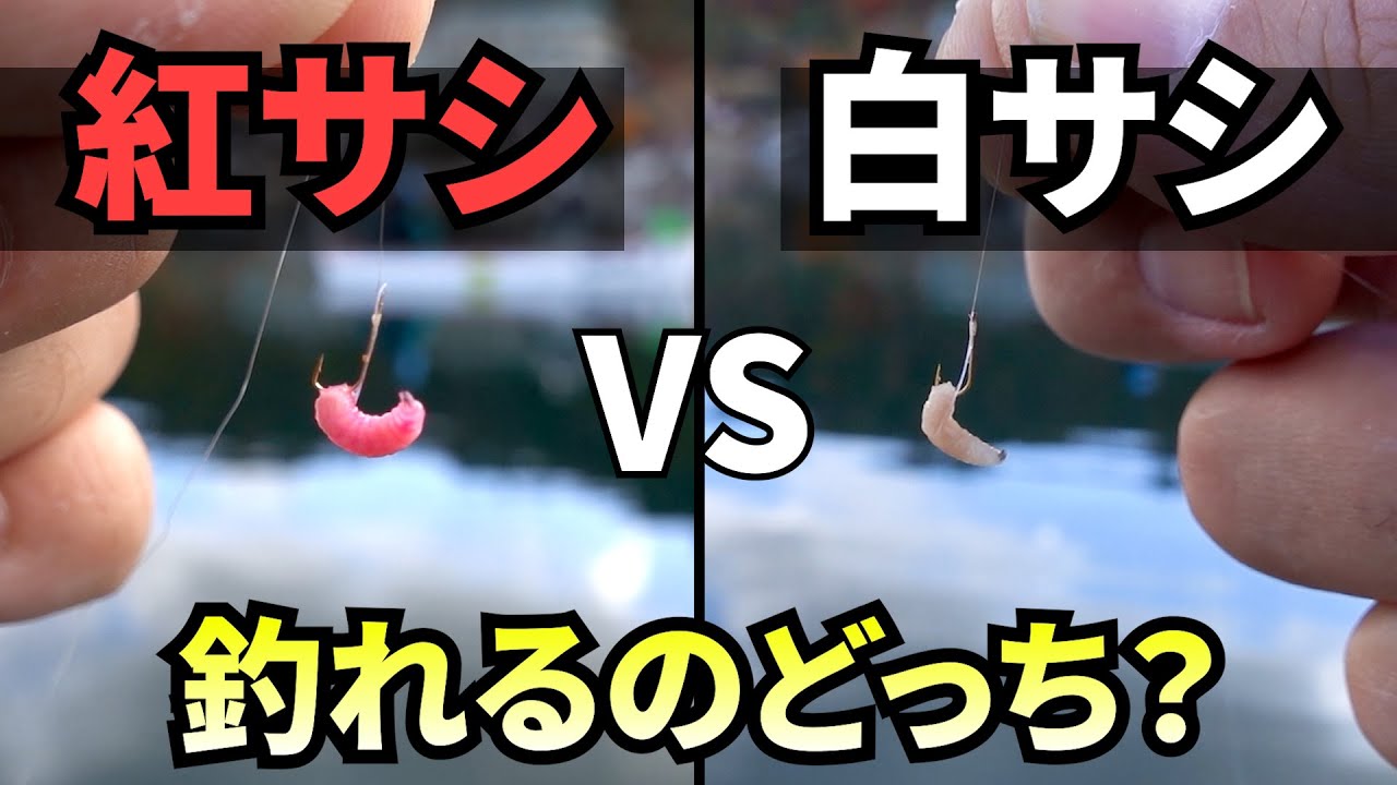 【紅サシVS白サシ】釣果に差が出るのか検証してみた
