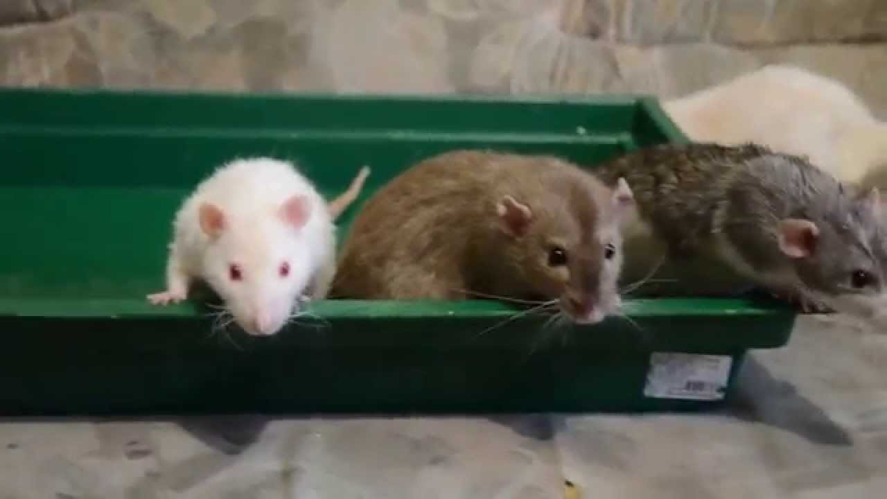 Rats in the water