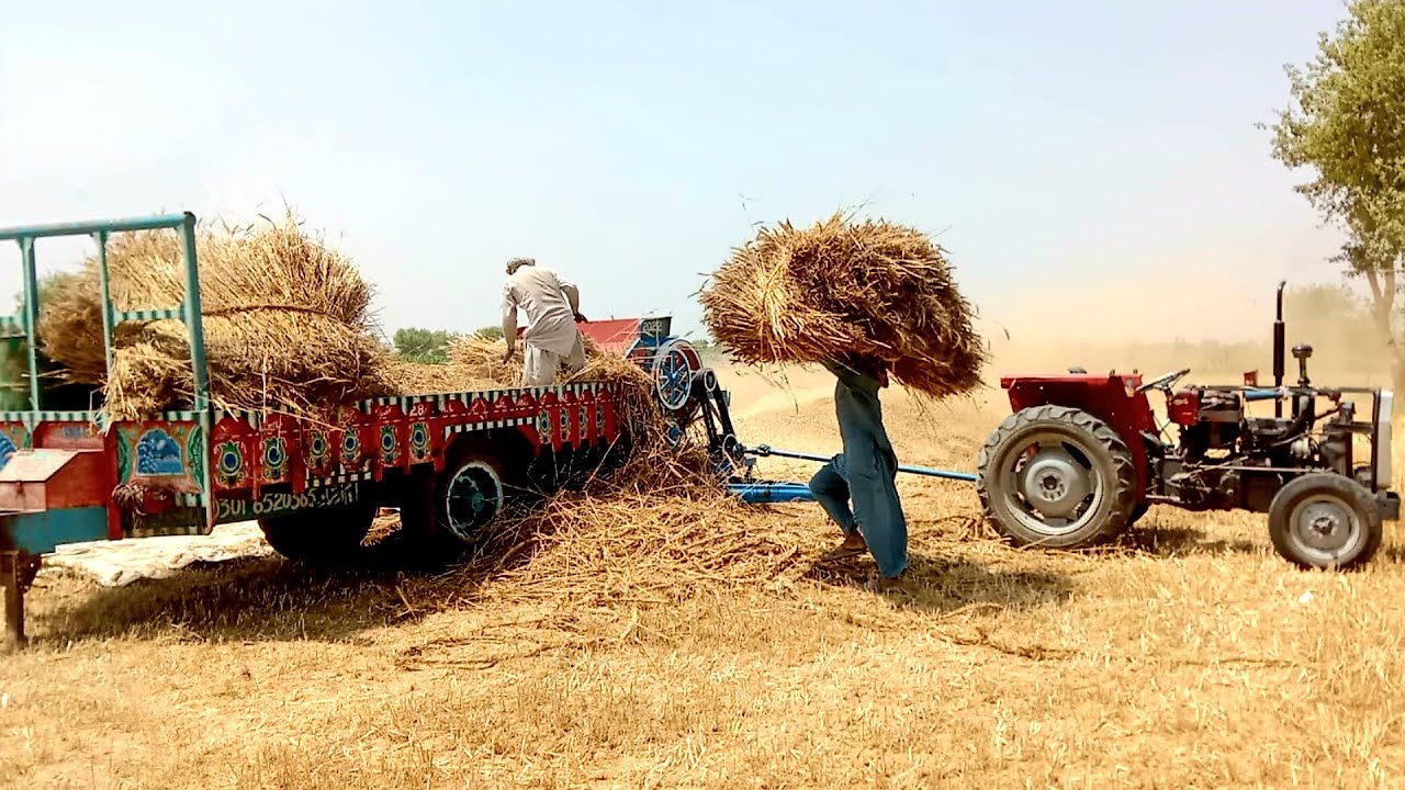 Harvesting And Threshing Of Wheat In Punjab | گندم کی کٹائی اور گہائی | Village Life Secrets