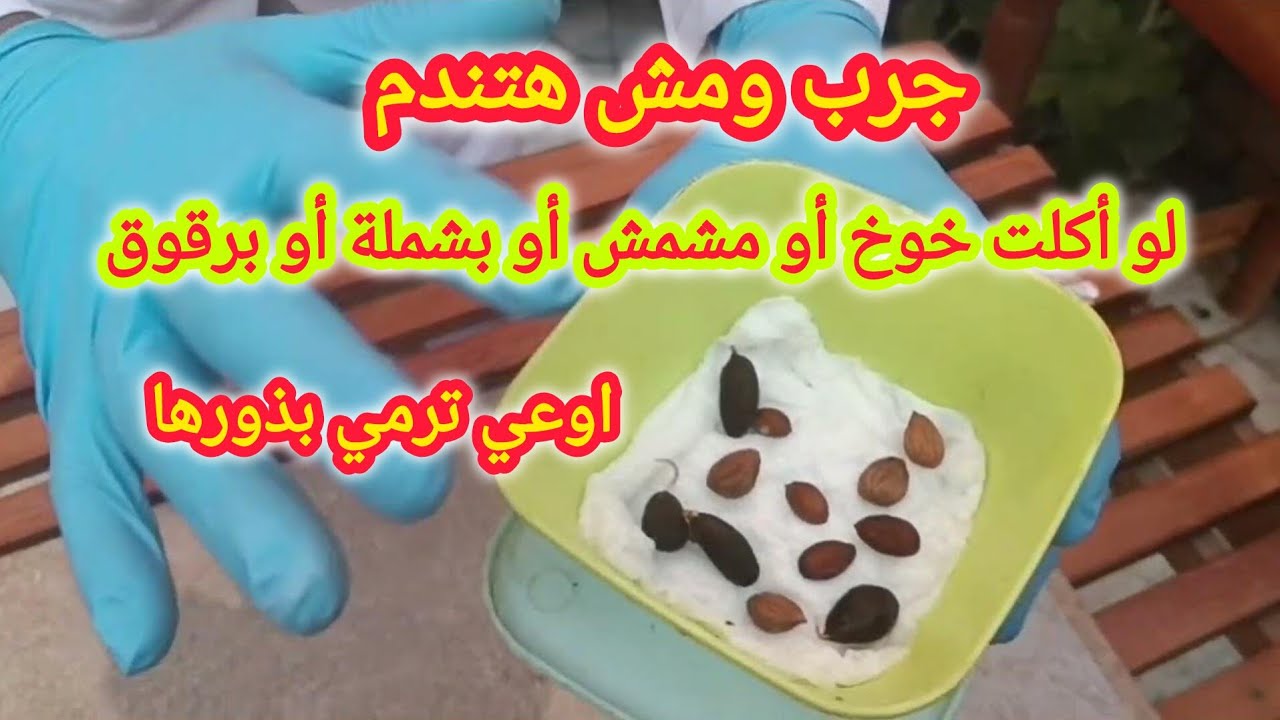 زراعة البشملة واللوزيات من البذور بطريقة سهلة ومضمونة