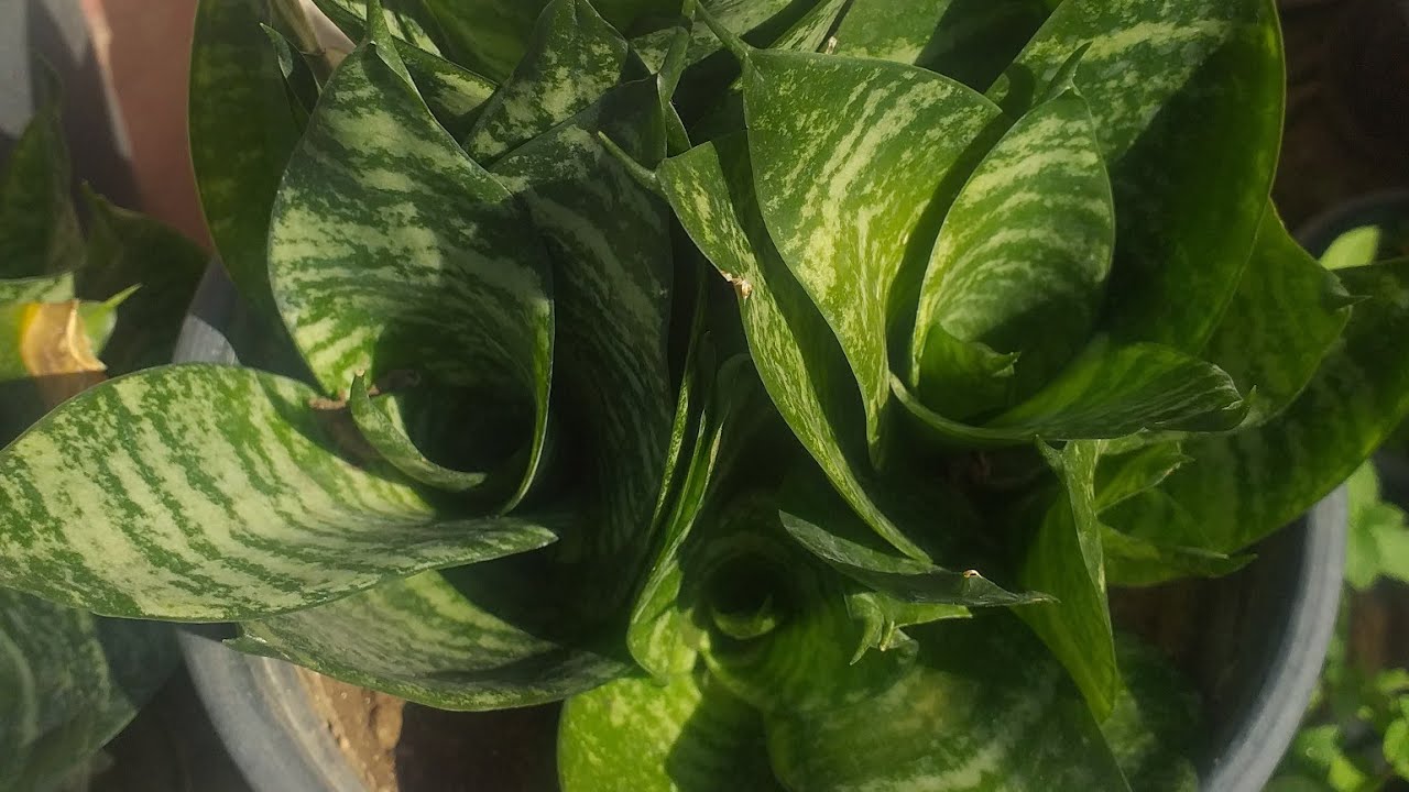 نبات جلد النمر القزمي، نبات السنسفريا، أو جلد النمر،وطريقه اكثاره, succulent plant
