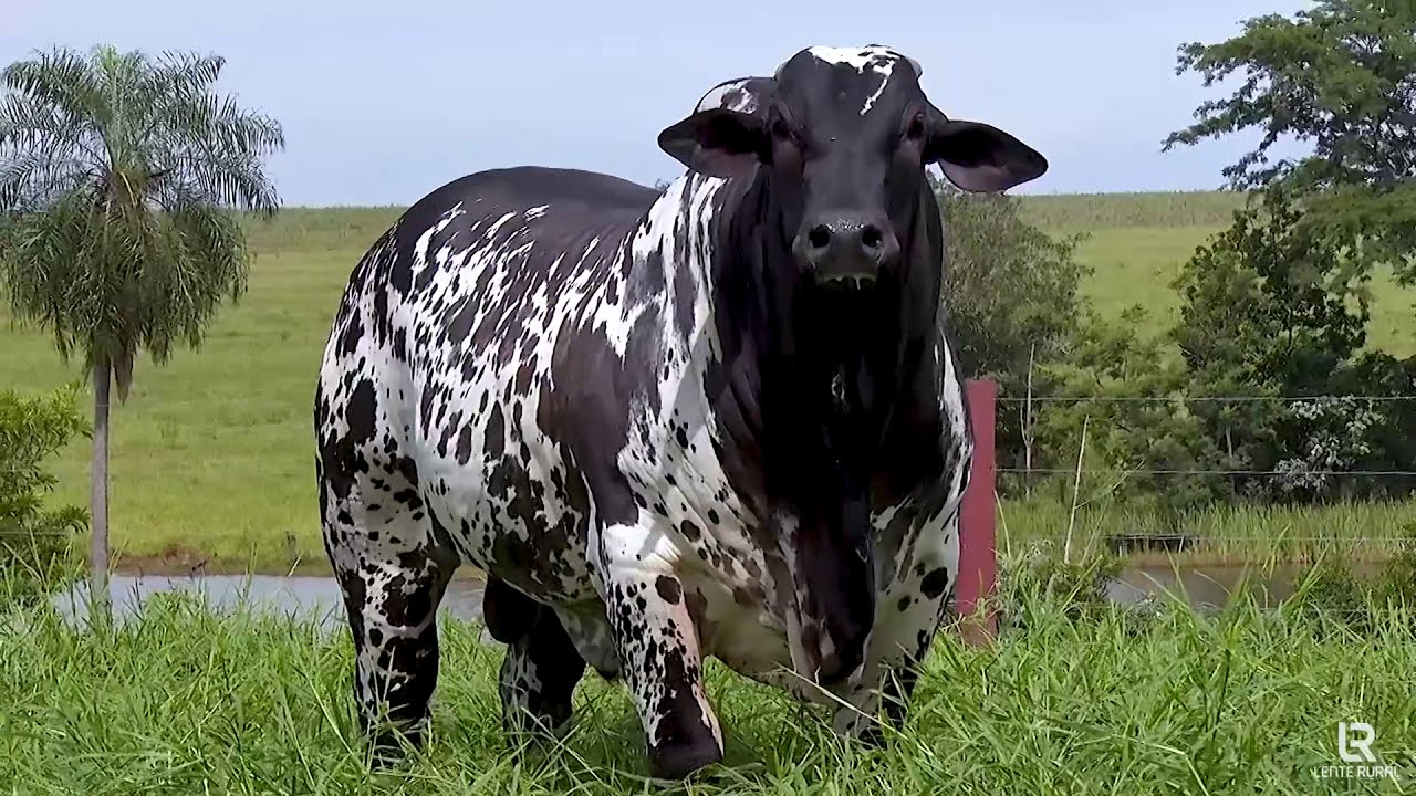 Touro Nelore Pintado Ilhéus GC da Fazenda São Lourenço