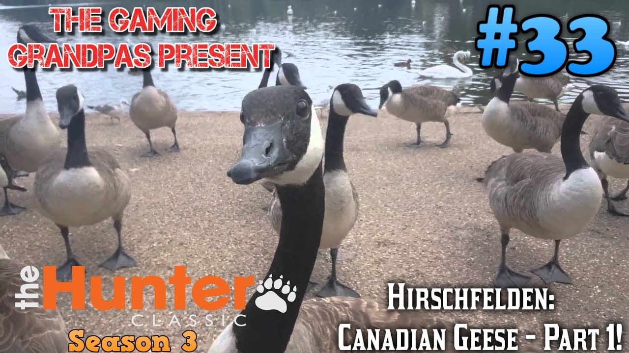 Hirshfelden: Canadian Geese - Part 1! | The Hunter Classic