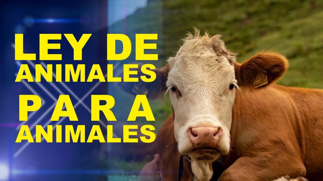 LEY DE ANIMALES PARA ANIMALES