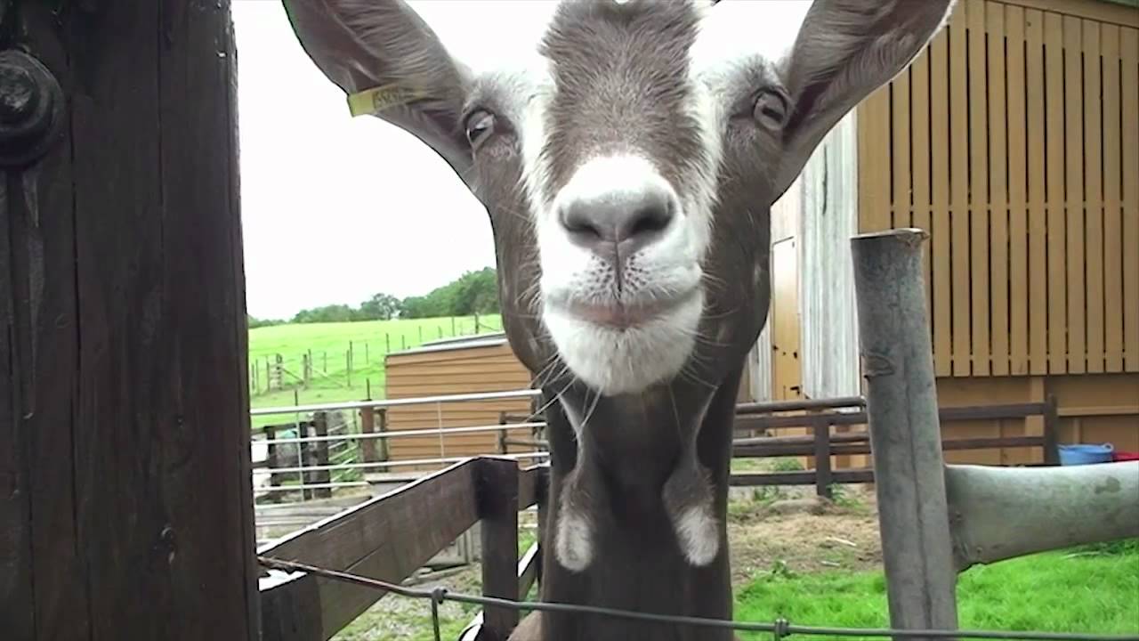 Introducing Pennywell Farm - Devon's Friendliest day out!