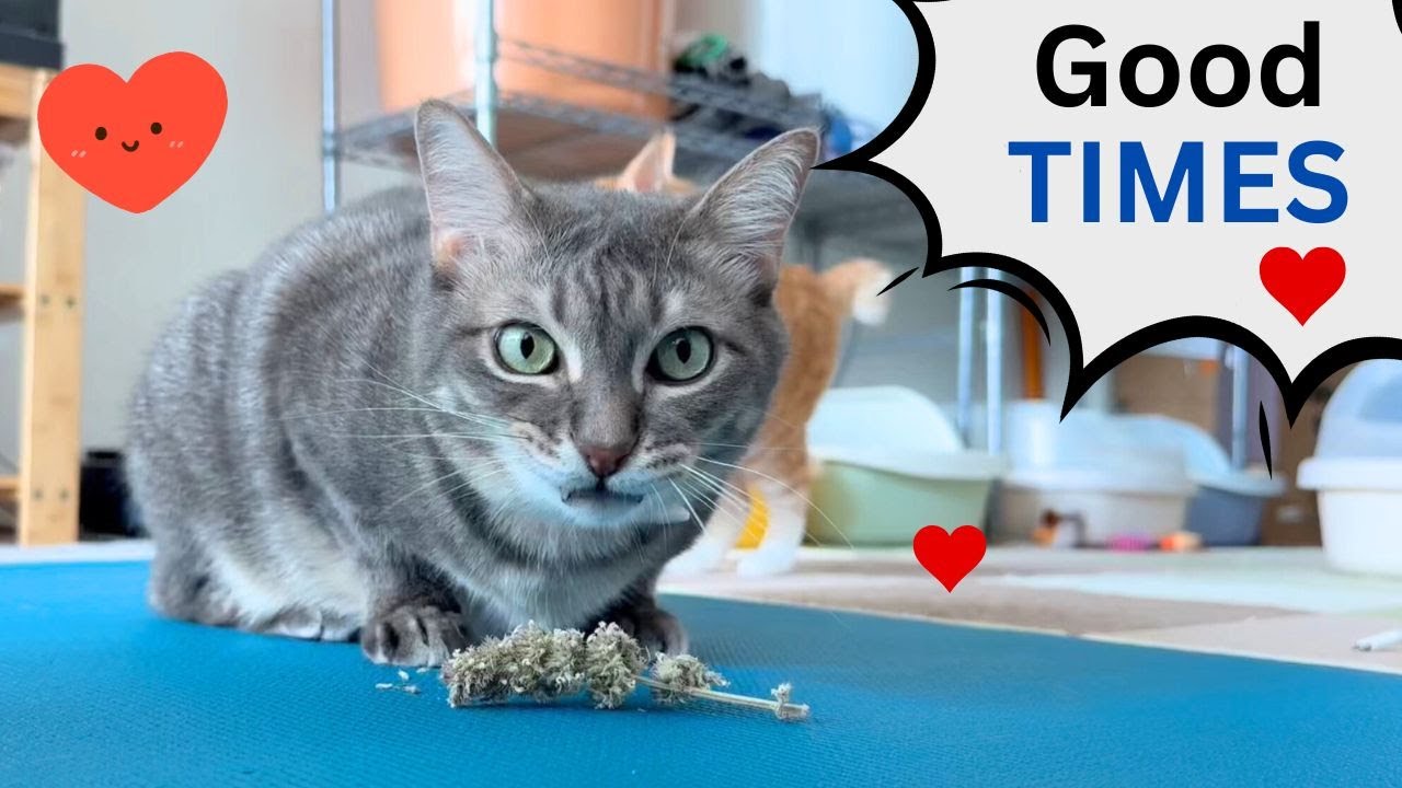 Buddy Loves a Good High 