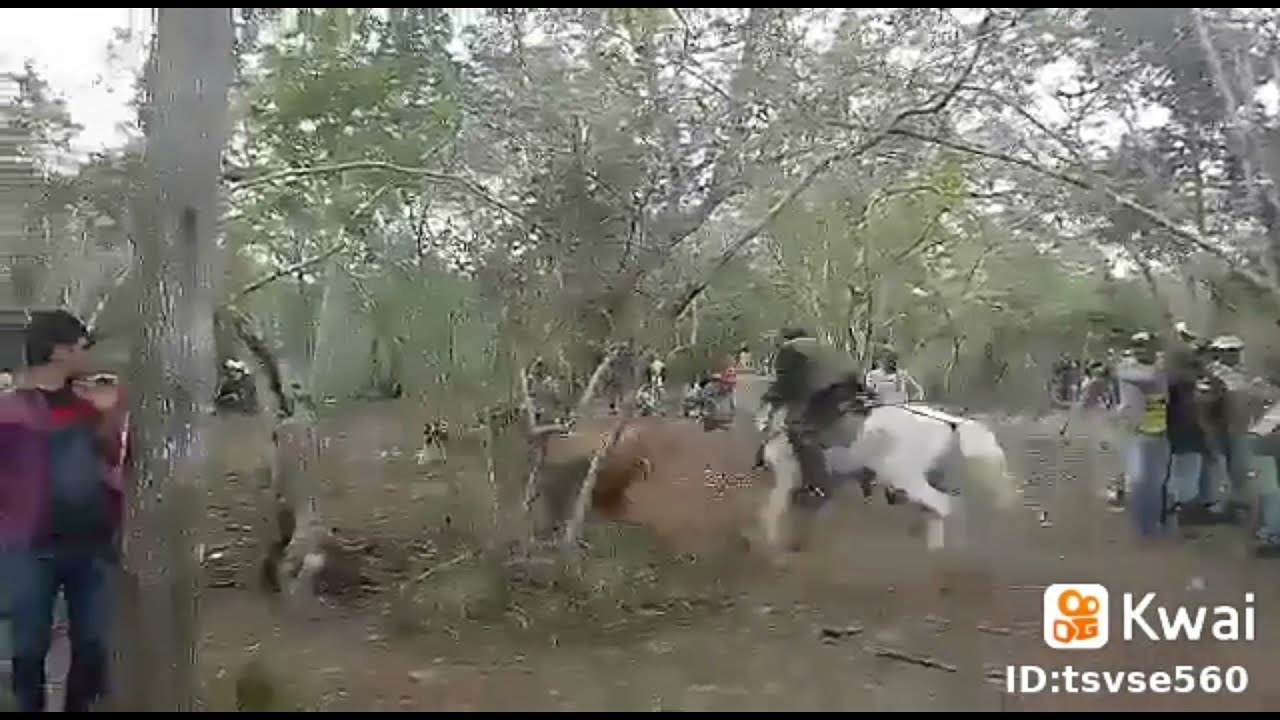 MOÍDO DE VAQUEJADA SÓ O CAVALO MANSO