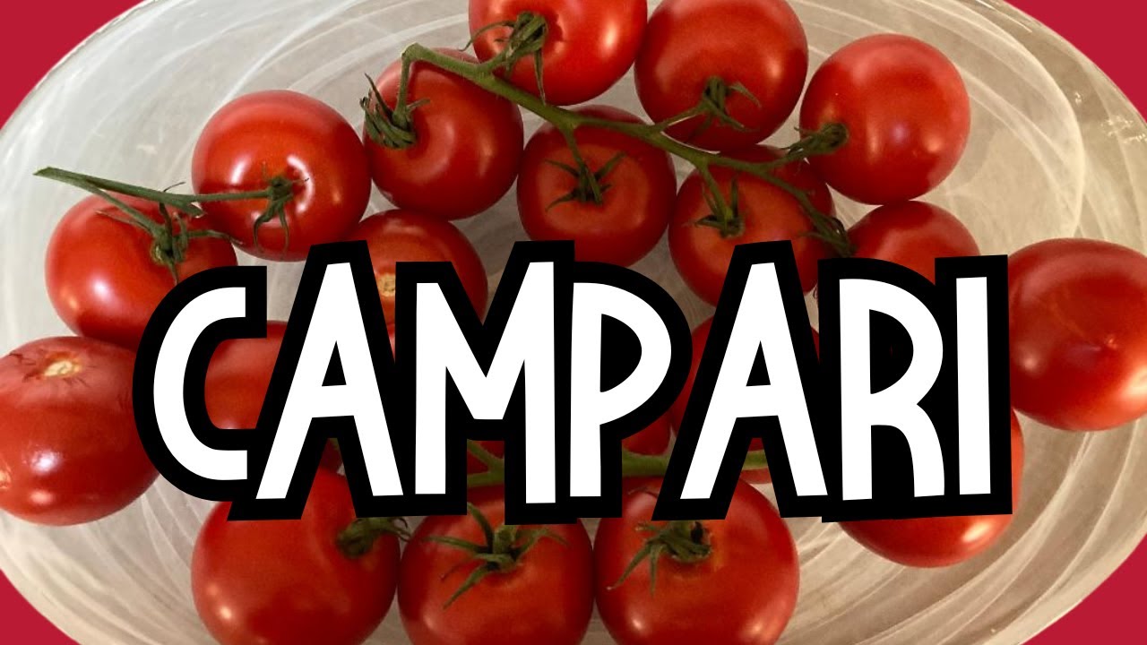 Growing, harvesting, tasting & cooking CAMPARI tomatoes from seed to harvest in Raised Bed Gardening