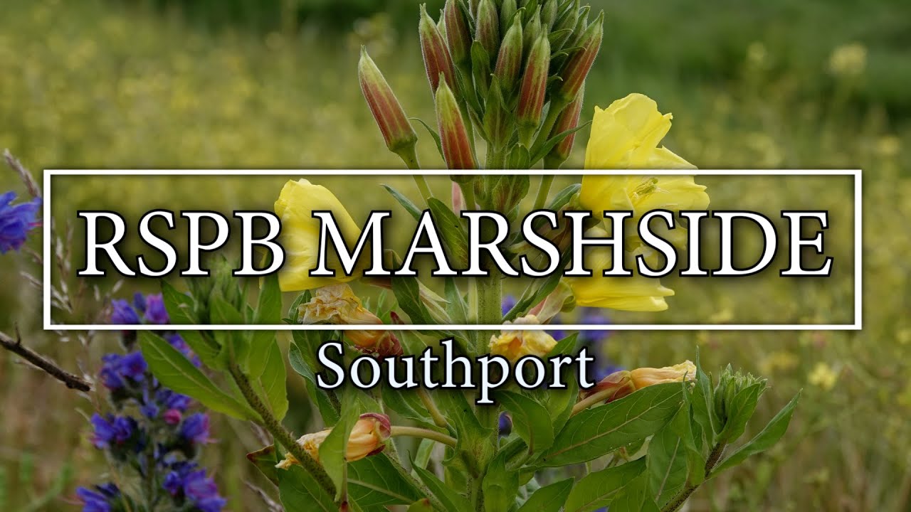 RSPB Marshside