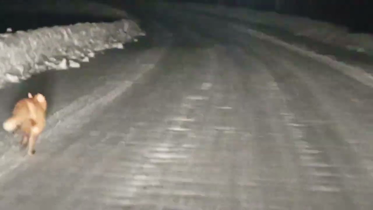ЛИСА РЯДОМ С СУЛЬЦЕЙ
