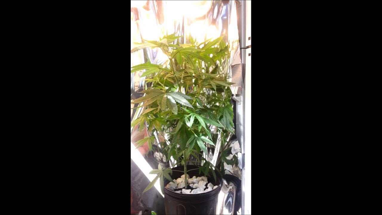 Spotting male preflowers on cannabis.
