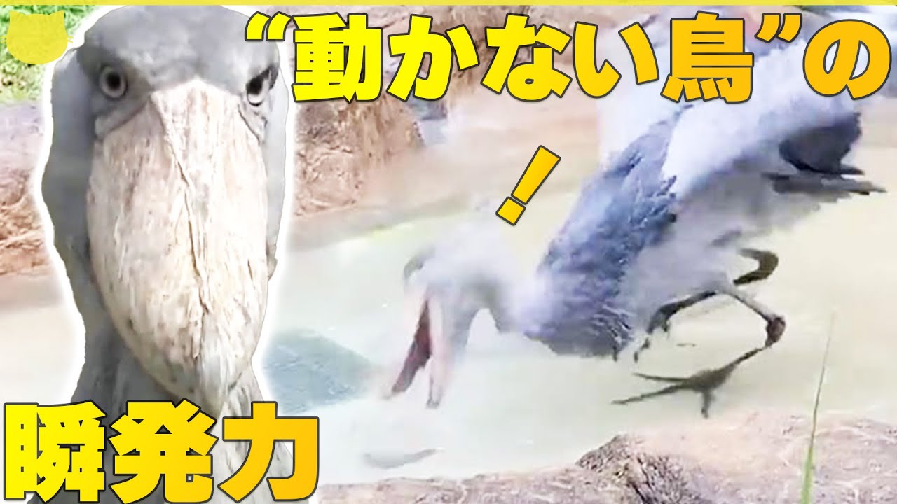 【&ldquo;動かない鳥&rdquo;】ハシビロコウの見事な狩り  俊敏な動きがSNSで話題  高知