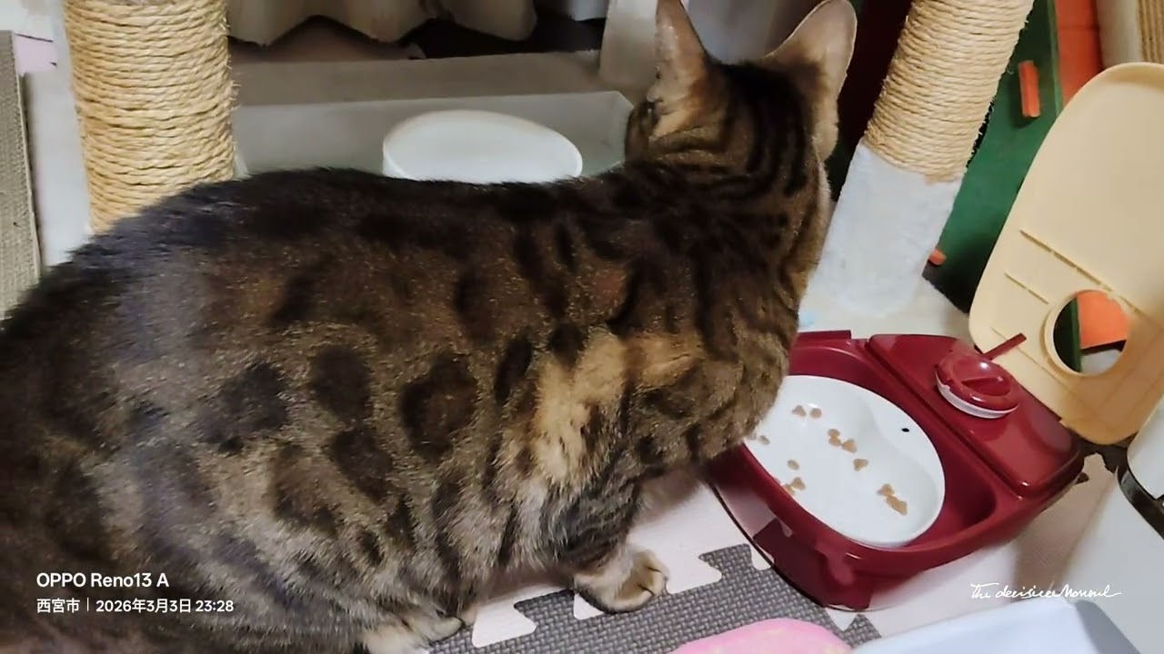 深夜食堂