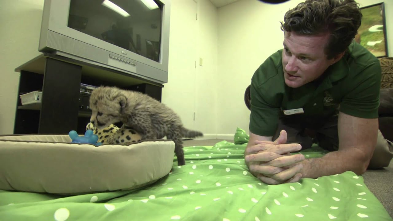 Baby Cheetah | Busch Gardens Tampa Bay