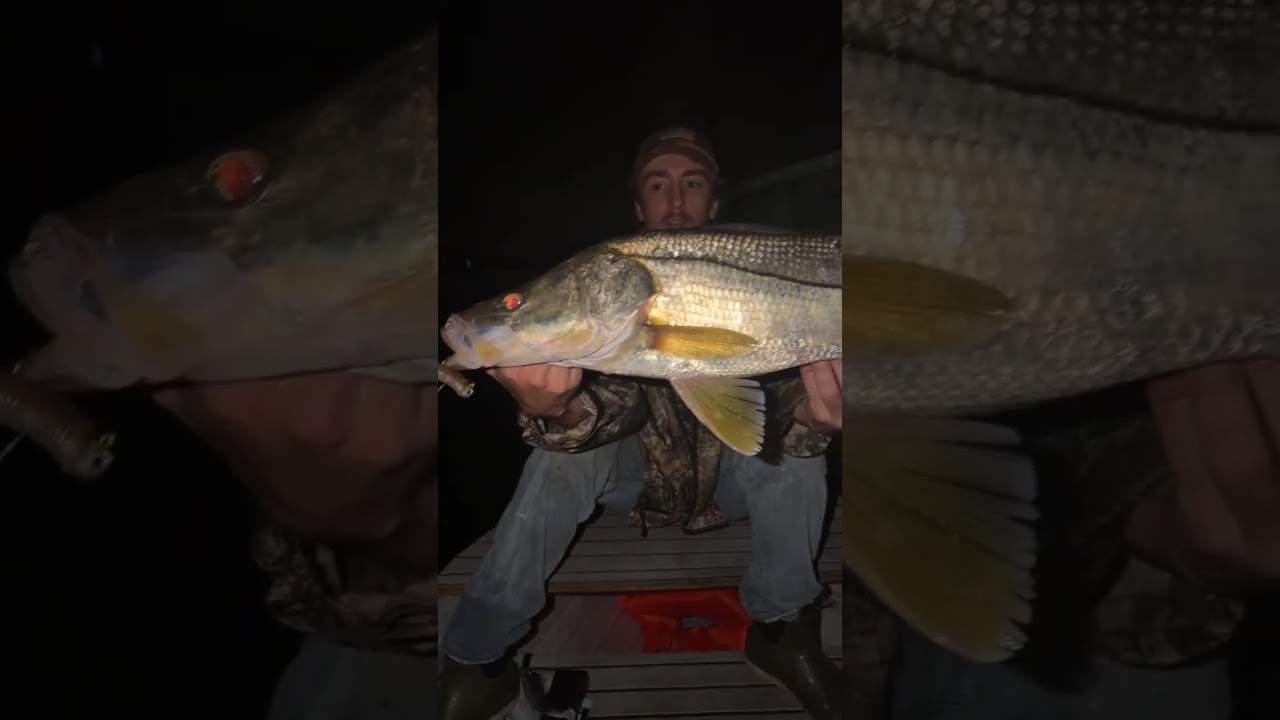 Pop me a snook on the 3.75 @NoLiveBaitNeeded