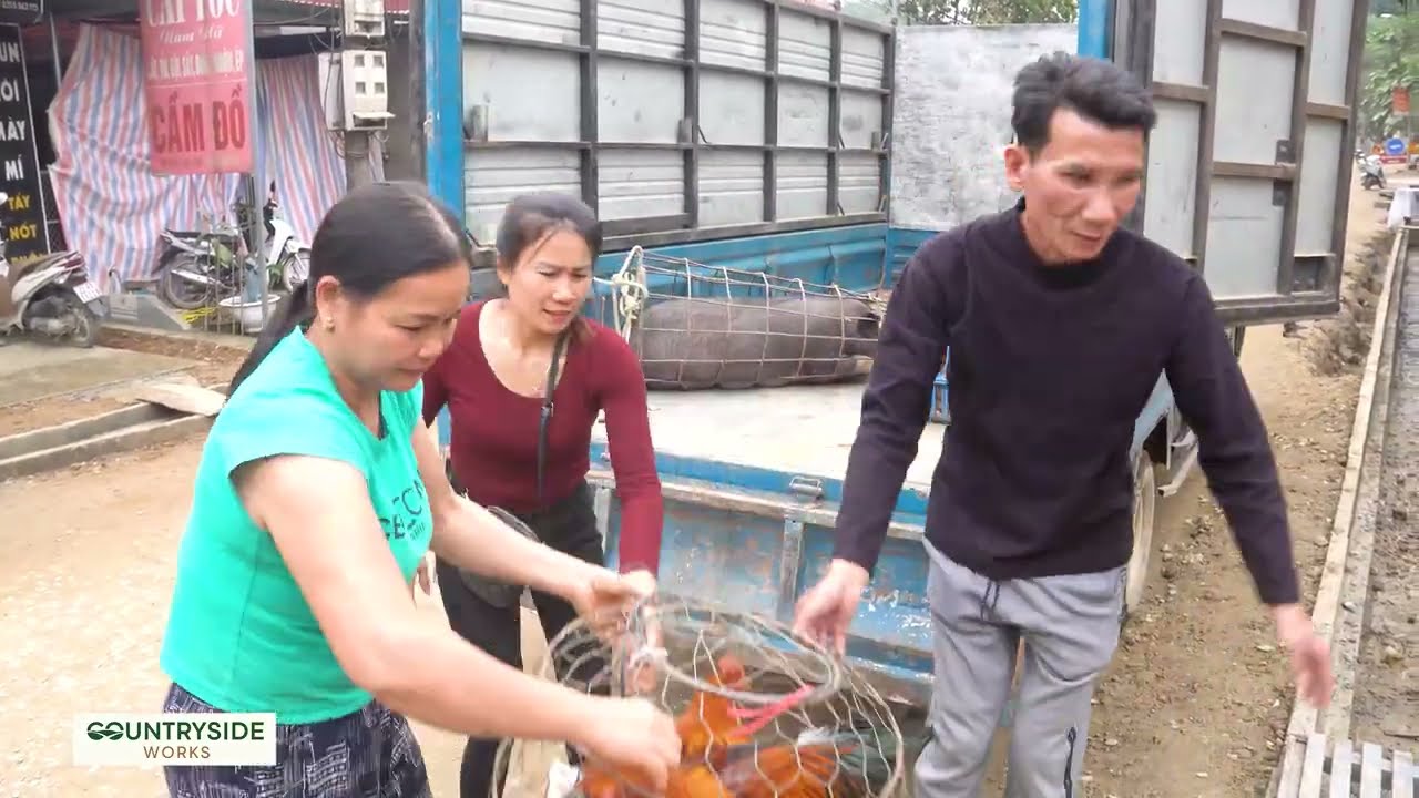 From Field to Market 2026 — Harvesting Millions of Cabbages | Go to Market Sell
