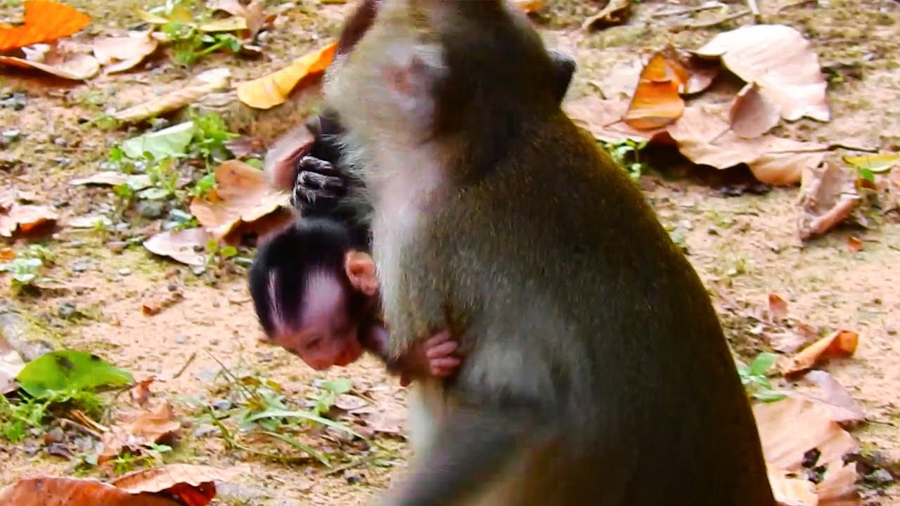 Anna puts his face puts in the poop, Her babies were always frightened, clingy and crying