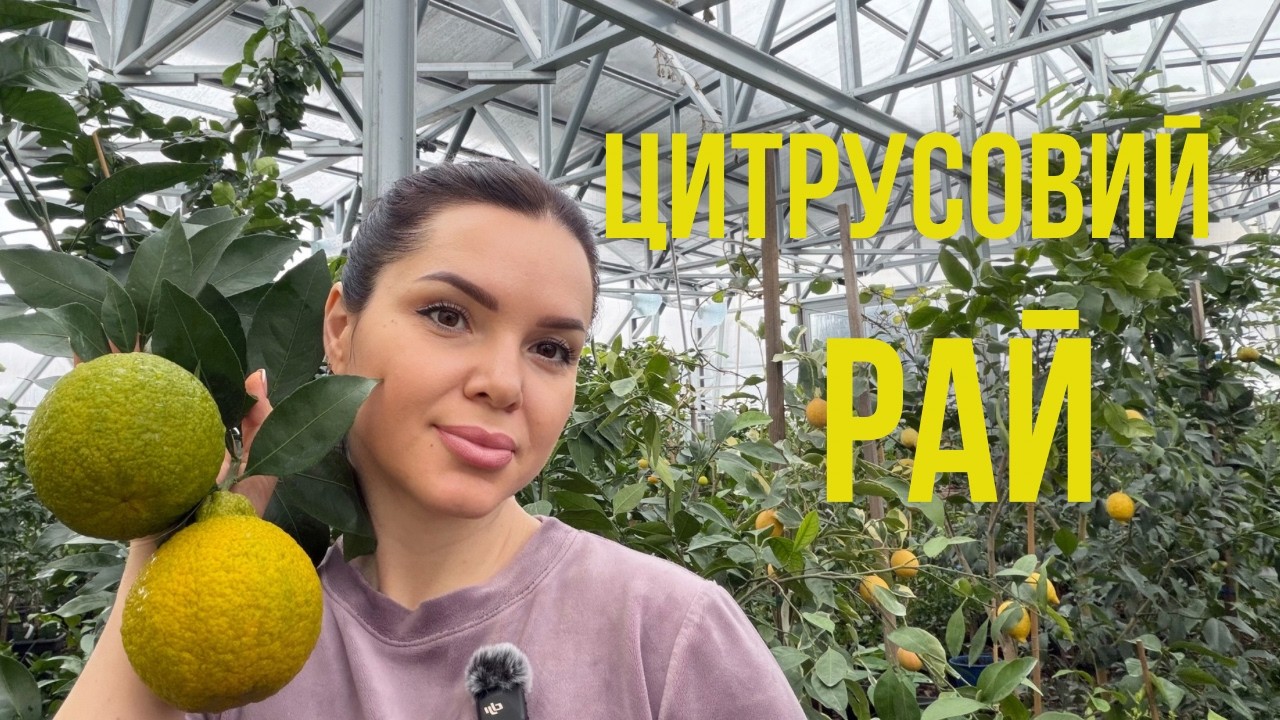 Цитрусовий Рай | Огляд оранжереї з цитрусами