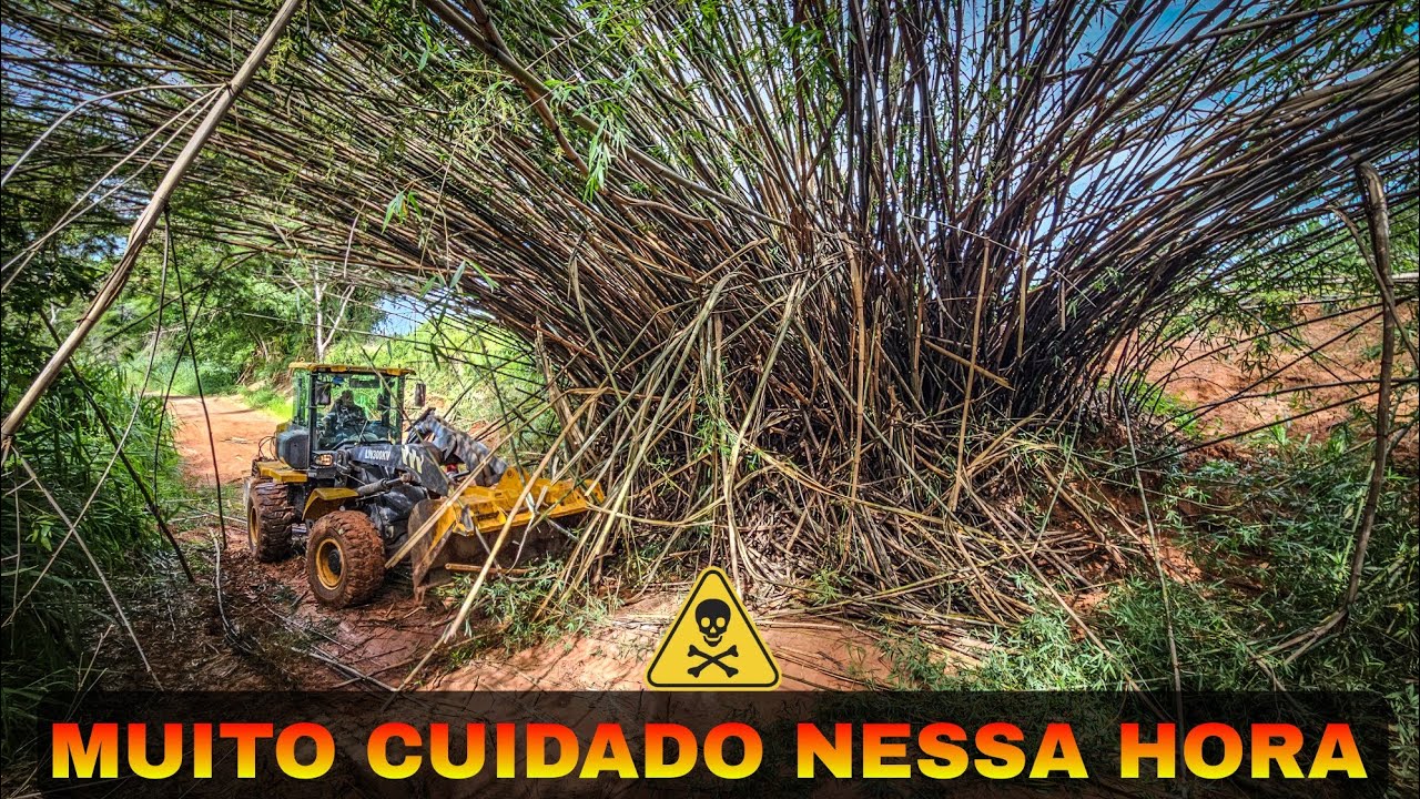 XCMG RETIRANDO UMA MOITA DE BAMBU GIGANTE PÁ CARREGADEIRA