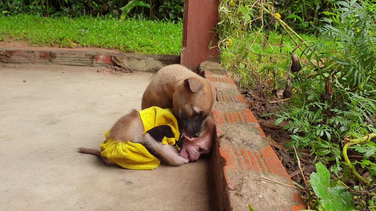 M.G, Cute puppy much playing to little princess Yoya
