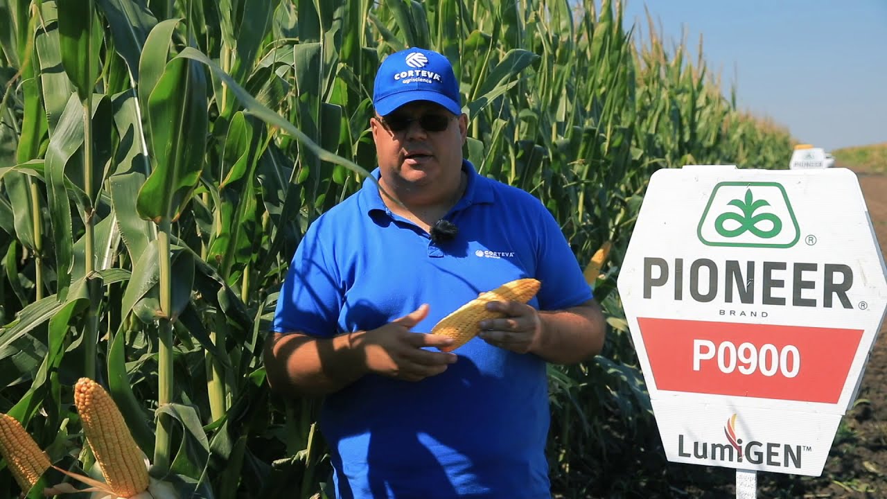 Testimonial porumb P0900 - Mihai Valentin, CMM Corn&Soybeen