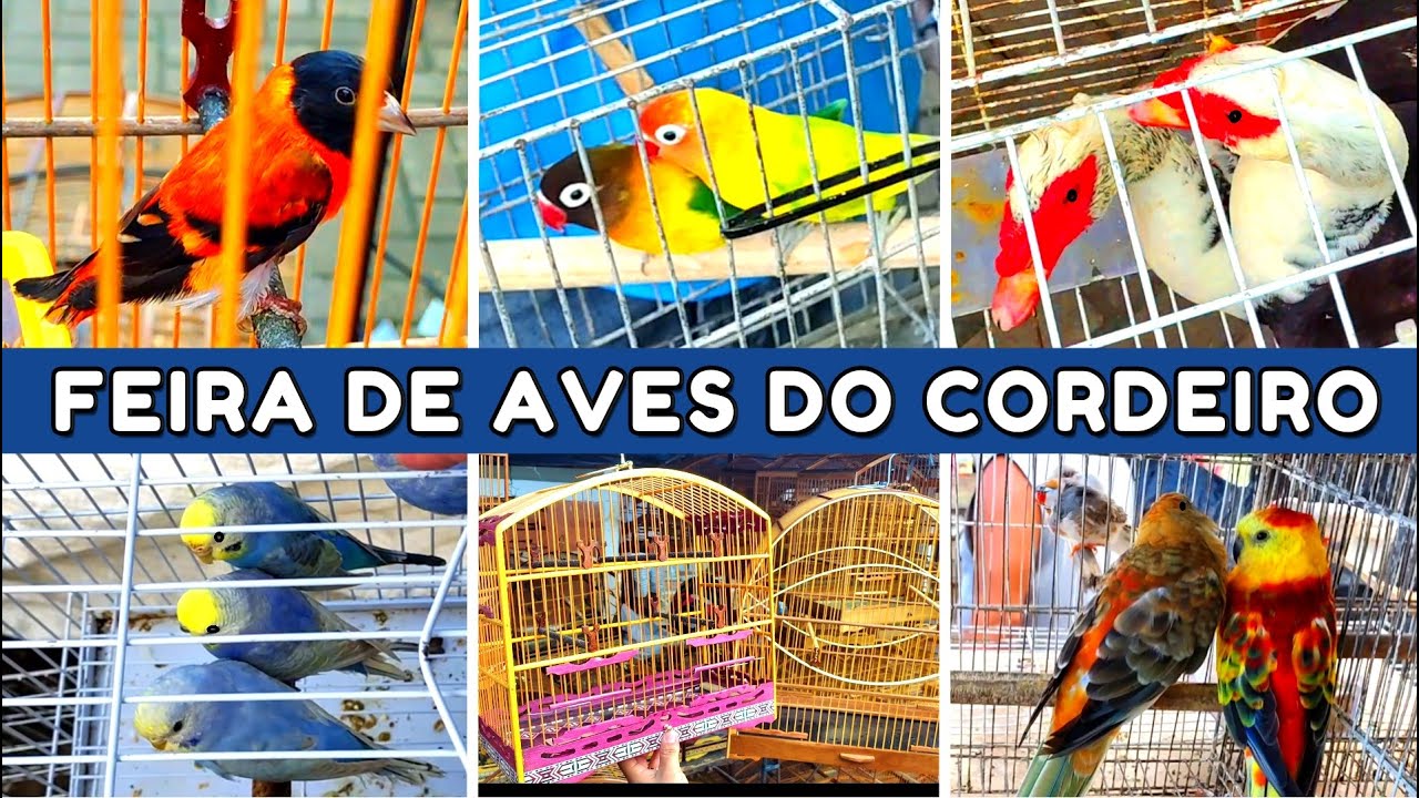 Feira de Pássaros do Cordeiro #passaros #criarpassaros