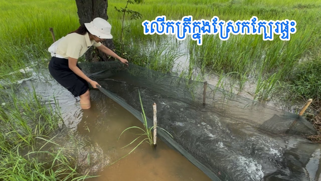 Special Day in the rice field and share special information | ដំណឹង​អំពី​បេសកកម្ម​នៅ​ភូមិ​កំណើត​