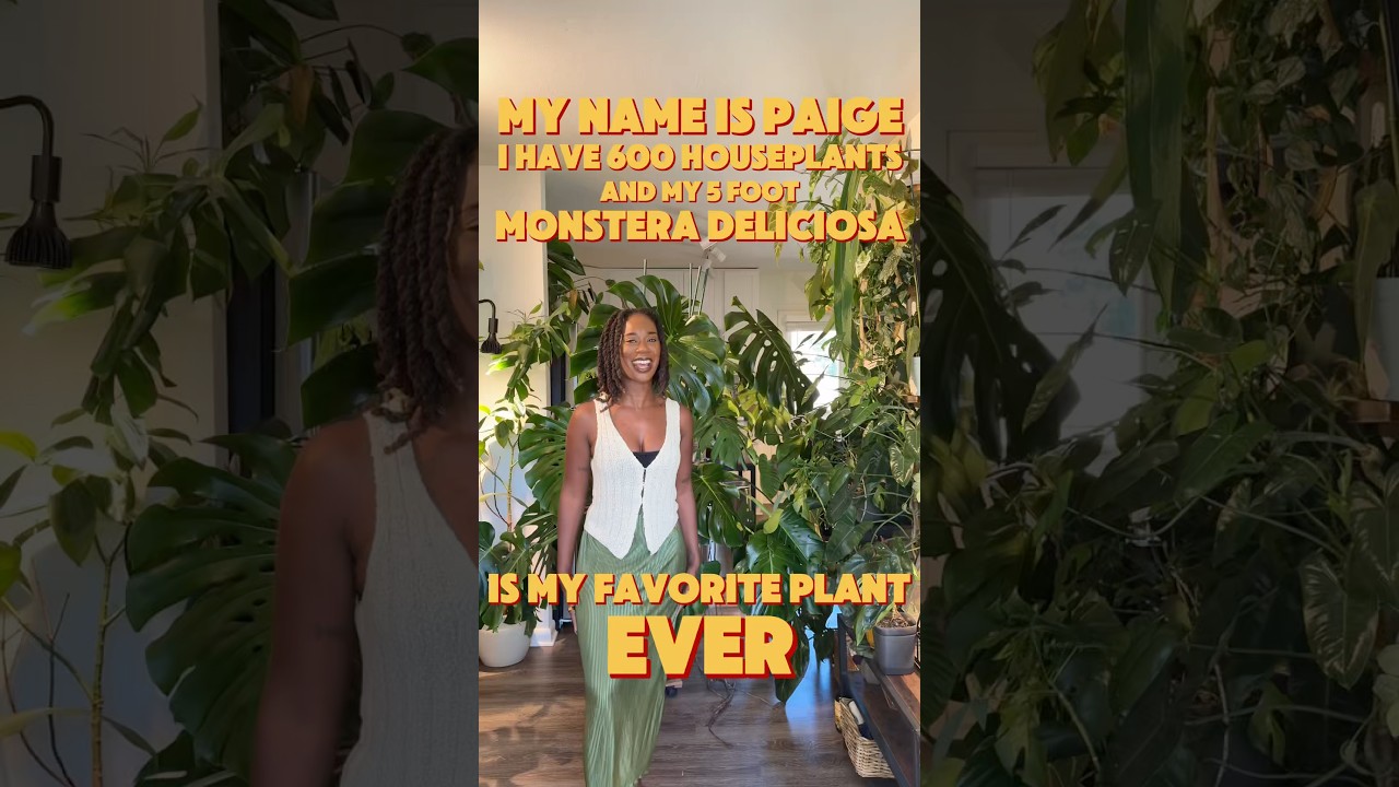 I have 600 houseplants and my Monstera Deliciosa my absolute FAVORITE plant in my collection 🤍🪴🥹