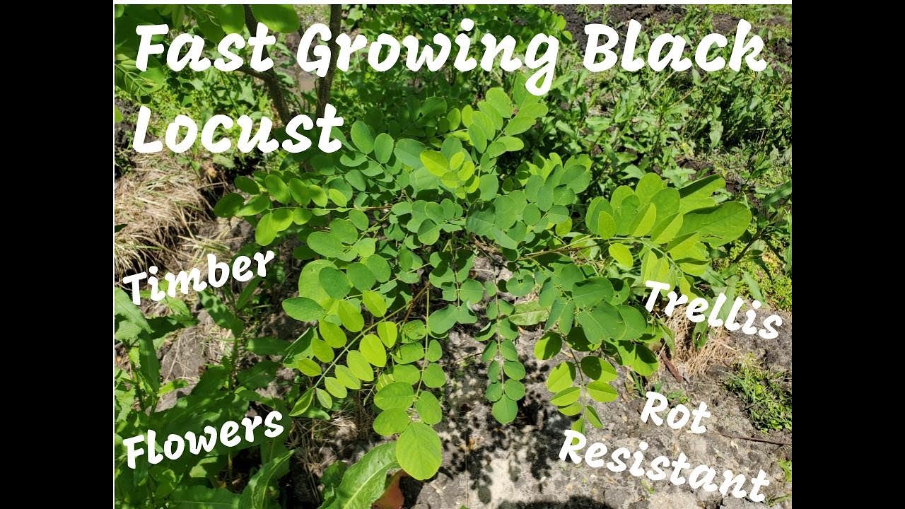 Black Locust- Young Fast Growing Tree- Great Rot Resistant Timber, Natural Trellis, Nitrogen Fixer