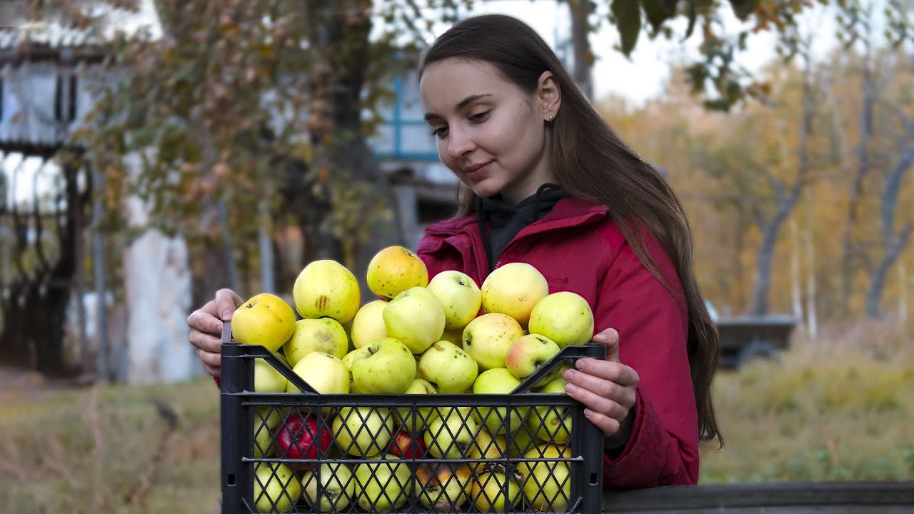 Harvesting in the village. One day in Ukrainian countryside