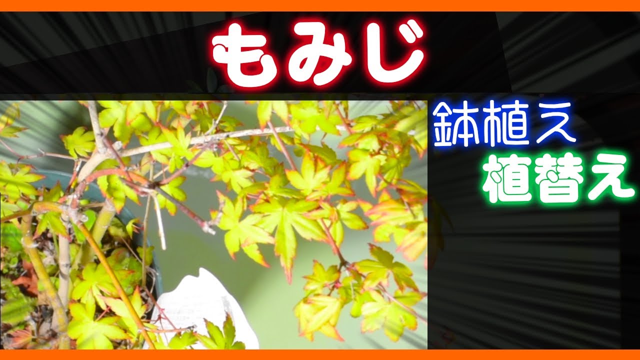 【ガーデニング】もみじの植え替え