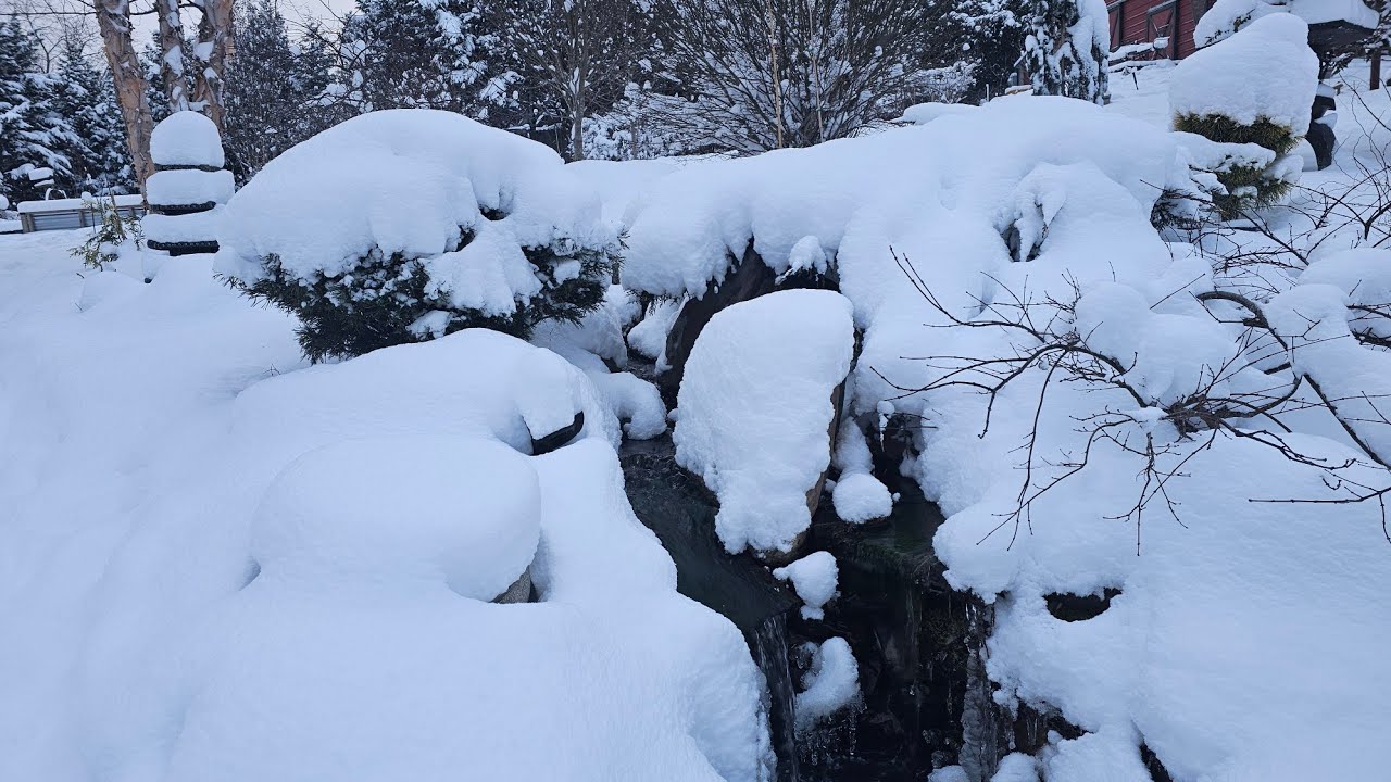 More snow on our maples and conifers