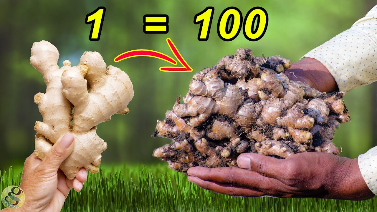 HOW TO GROW GINGER FROM GINGER AT HOME | 🥕 FOOD GARDENING EP-1