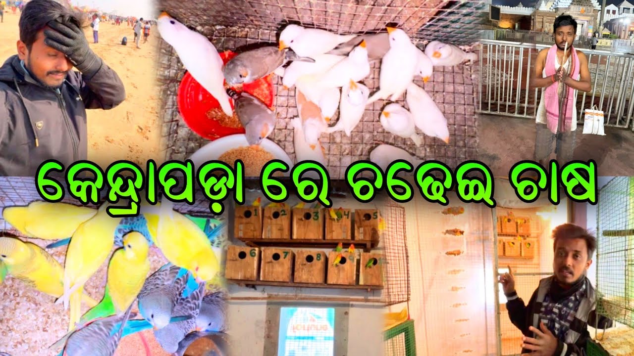 କେନ୍ଦ୍ରାପଡା ର ସବୁ ଠାରୁ ବଡ Bird Farm😄 ||ଚଢେଇ ଦଉଚି ରୋଜଗାର 🤔