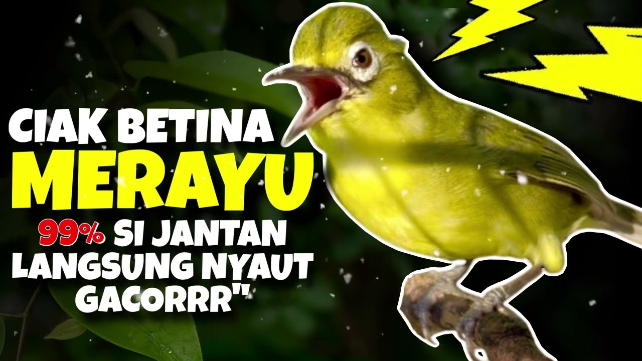 Ciak Ciak Kecial Kuning BETINA MERAYU‼️Ampuh Bikin Si JANTAN Joss NYAUT