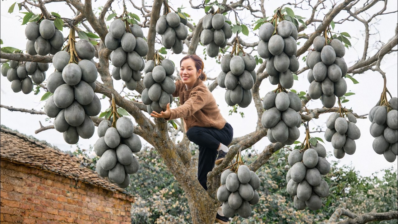 Harvesting the World's Sourest Hog Plums for Market | The Luxury Superfruit Elites Crave