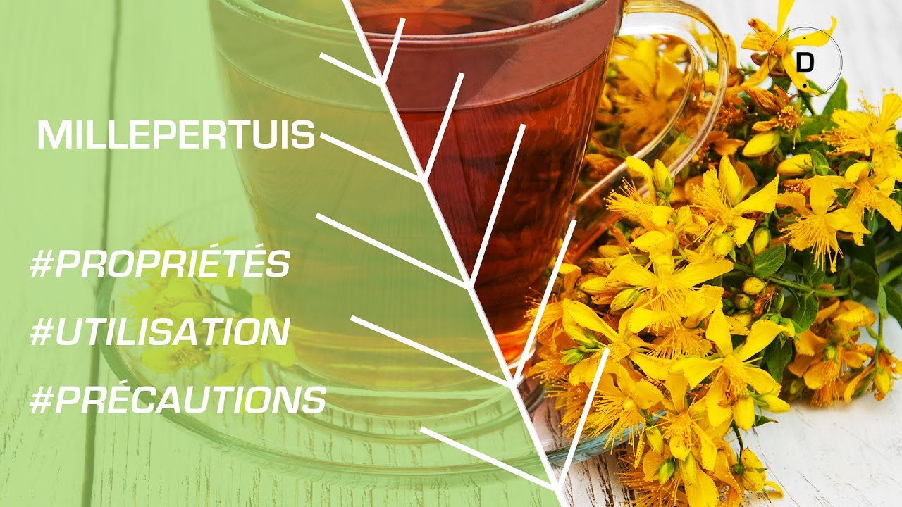 Comment utiliser le millepertuis ? - Phytothérapie