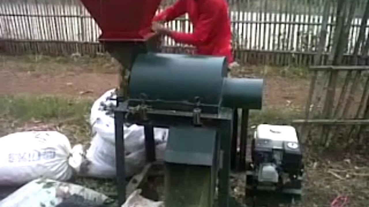Mengolah daun gamal menjadi bahan pakan ternak menjadi tepung gamal