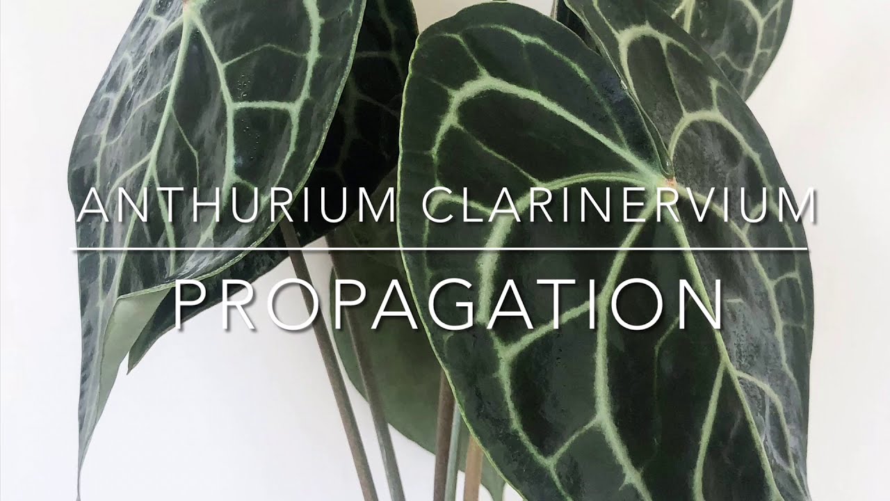 How to Propagate ANTHURIUM CLARINERVIUM | Division and Stem Cutting