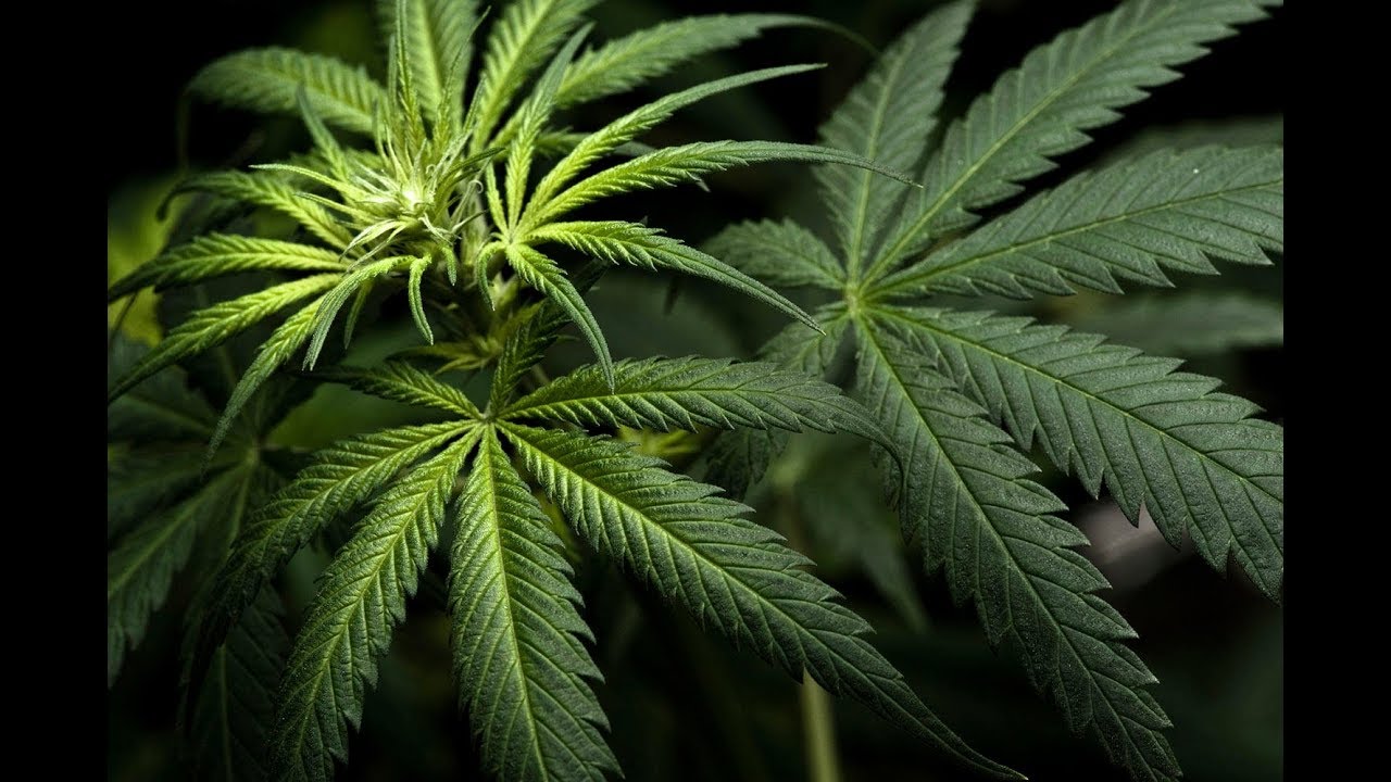 Puff & Run [Ep. 20] Reef Dispensaries and WECAN702 make history